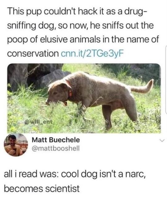 cool dog isn t narc - This pup couldn't hack it as a drug sniffing dog, so now, he sniffs out the poop of elusive animals in the name of conservation cnn.it2TGe3yF Matt Buechele all i read was cool dog isn't a narc, becomes scientist