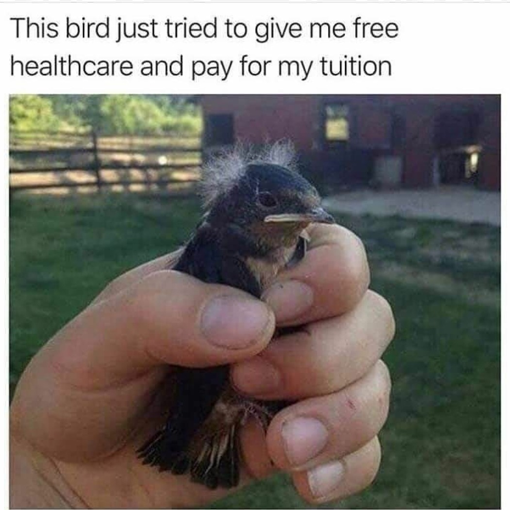 birdie sanders meme - This bird just tried to give me free healthcare and pay for my tuition