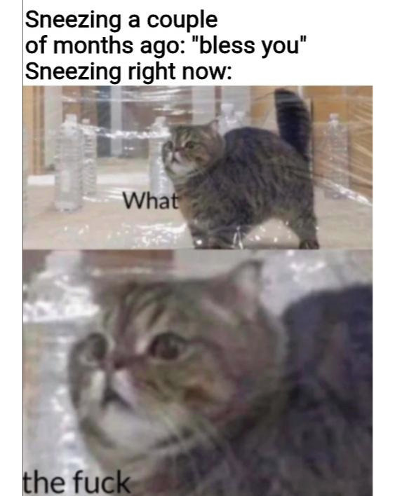 cats vs invisible maze - Sneezing a couple of months ago "bless you" Sneezing right now What the fuck