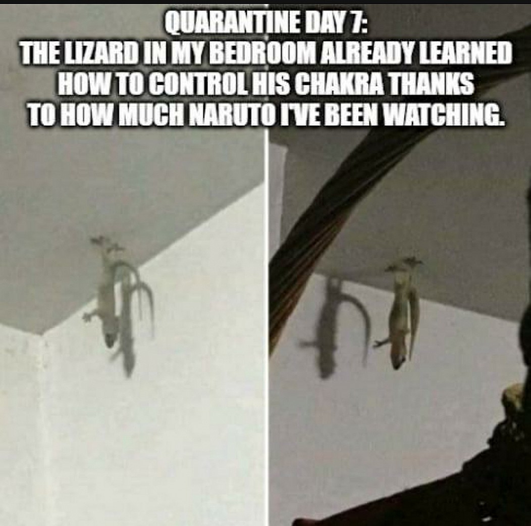 angle - Quarantine Day 7 The Lizard In My Bedroom Already Learned How To Control His Chakra Thanks To How Much Inaruto Ive Been Watching