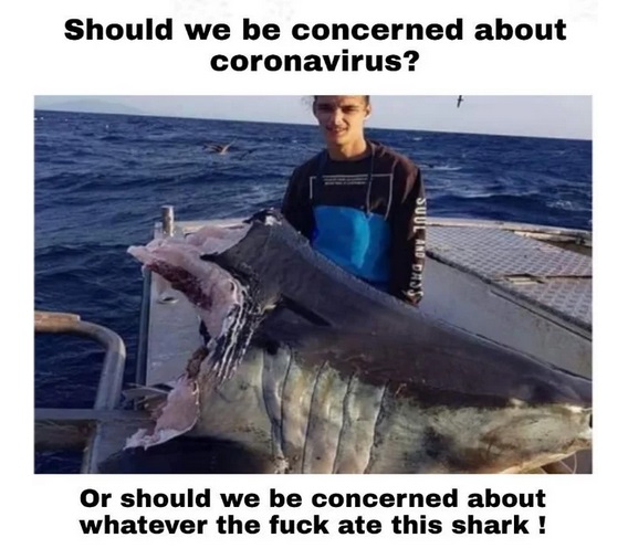 giant shark - Should we be concerned about coronavirus? Or should we be concerned about whatever the fuck ate this shark !