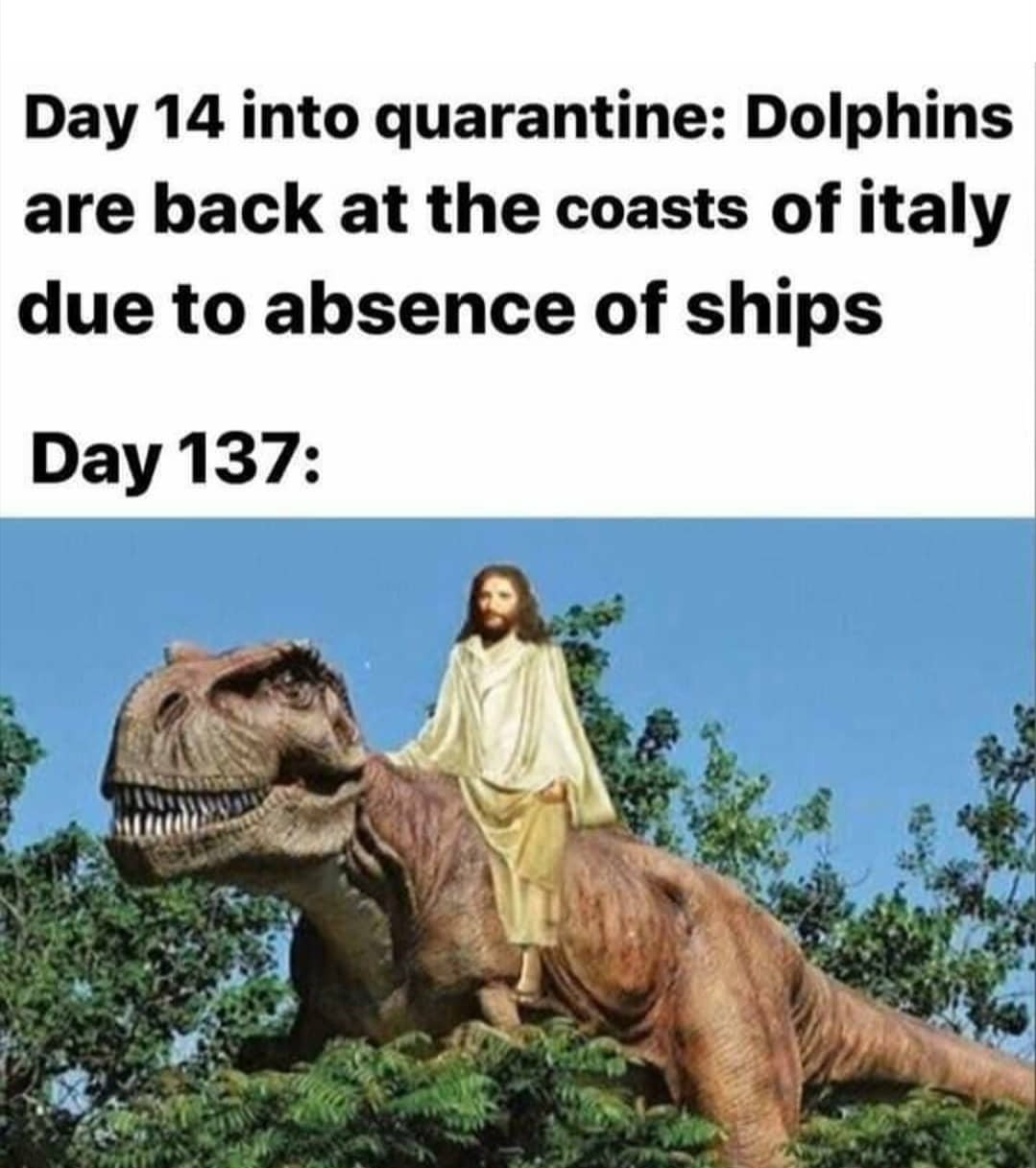 ride t rex - Day 14 into quarantine Dolphins are back at the coasts of italy due to absence of ships Day 137