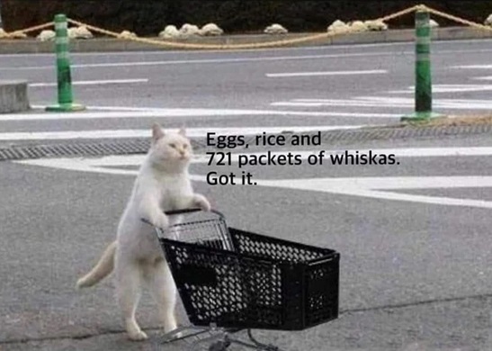 invisible cat - Eggs, rice and 721 packets of whiskas. Got it.