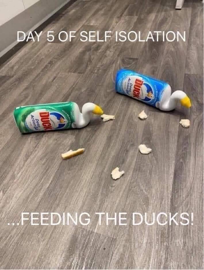 floor - Day 5 Of Self Isolation Action Duck Action Det Feeding The Ducks!