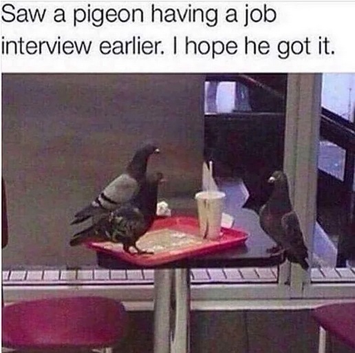 saw a pigeon having a job interview - Saw a pigeon having a job interview earlier. I hope he got it.