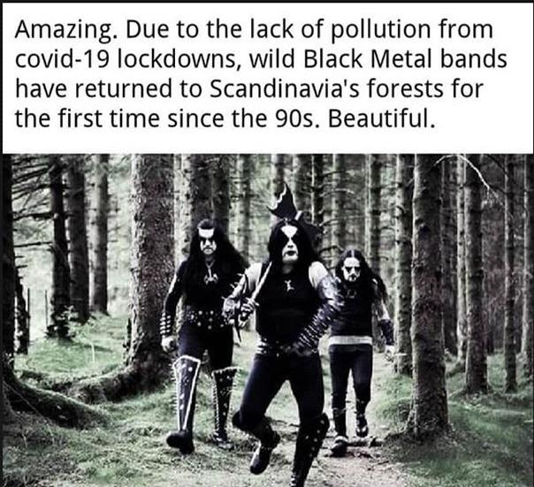 heavy metal weekend memes - Amazing. Due to the lack of pollution from covid19 lockdowns, wild Black Metal bands have returned to Scandinavia's forests for the first time since the 90s. Beautiful. port