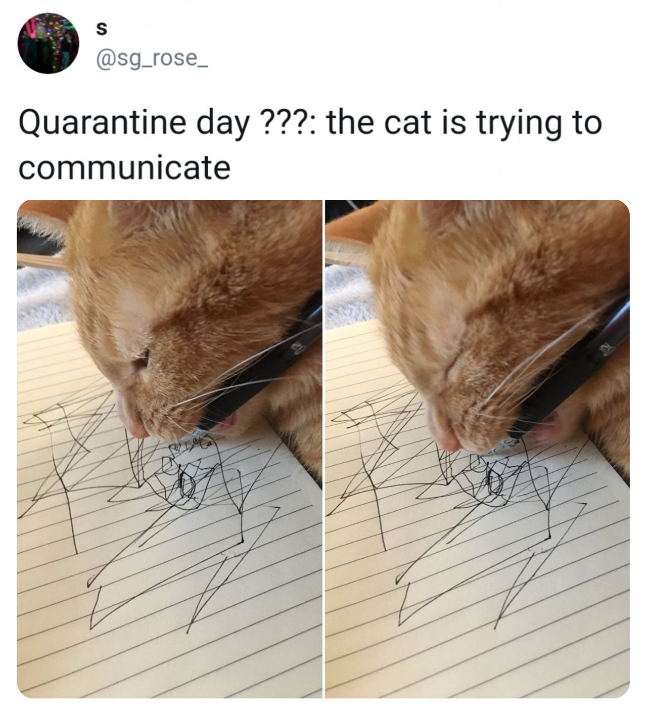 whiskers - Quarantine day ??? the cat is trying to communicate