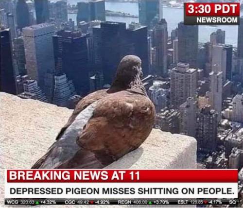 new york city - Pdt Newsroom Breaking News At 11 Depressed Pigeon Misses Shitting On People. Wcg 320.63 A 46.32% Coc 1922 4.92% Regn 400.00 13.70% Eslt 120.85 4.178 Sq