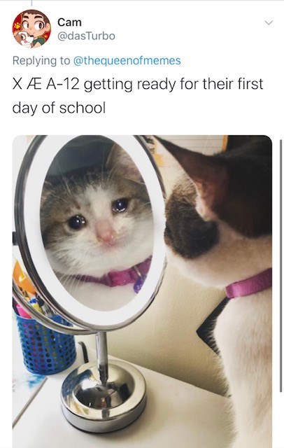 sad cat - Cam X A12 getting ready for their first day of school