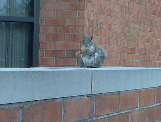 Squirrel in Albany, NY at the Marriot hotel eating fried shrimp. 
