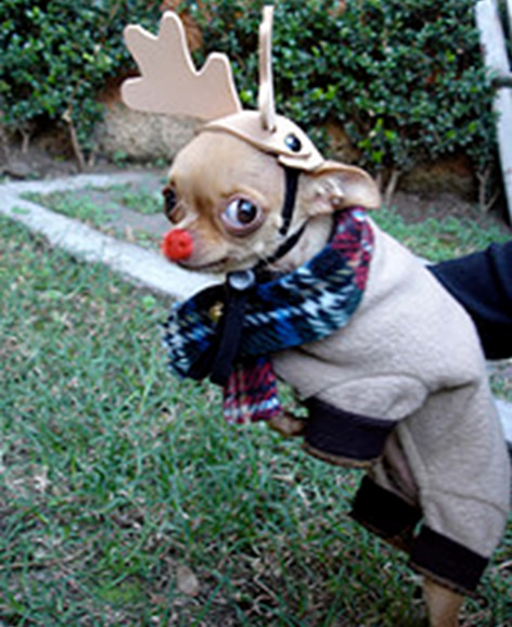 Chihuahua playing Rudolph the red nose reindeer