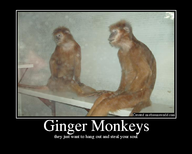 Ginger Monkeys - Picture | eBaum's World