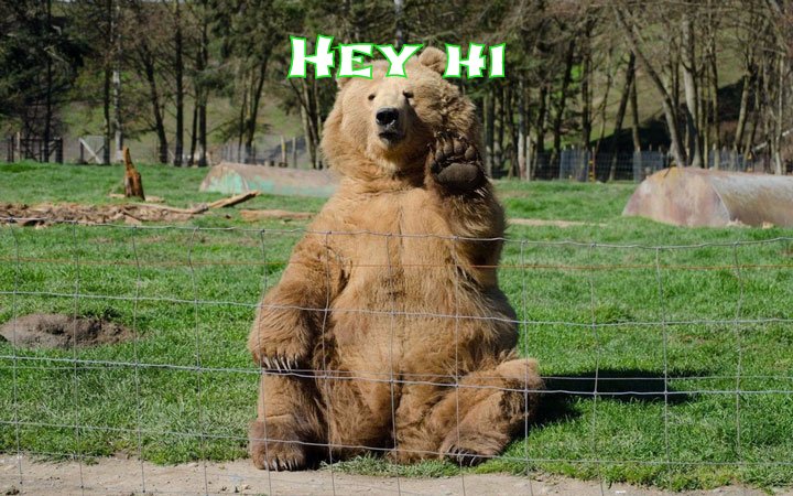 A bear saying Hey Hi to his friends.