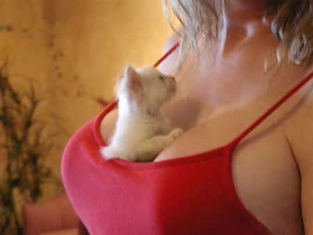 I would love to be this kitten! 