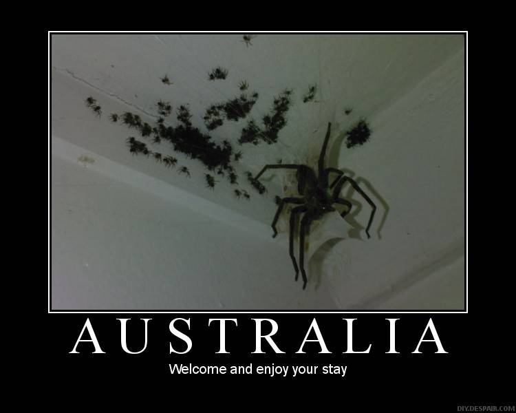 Australian Spiders