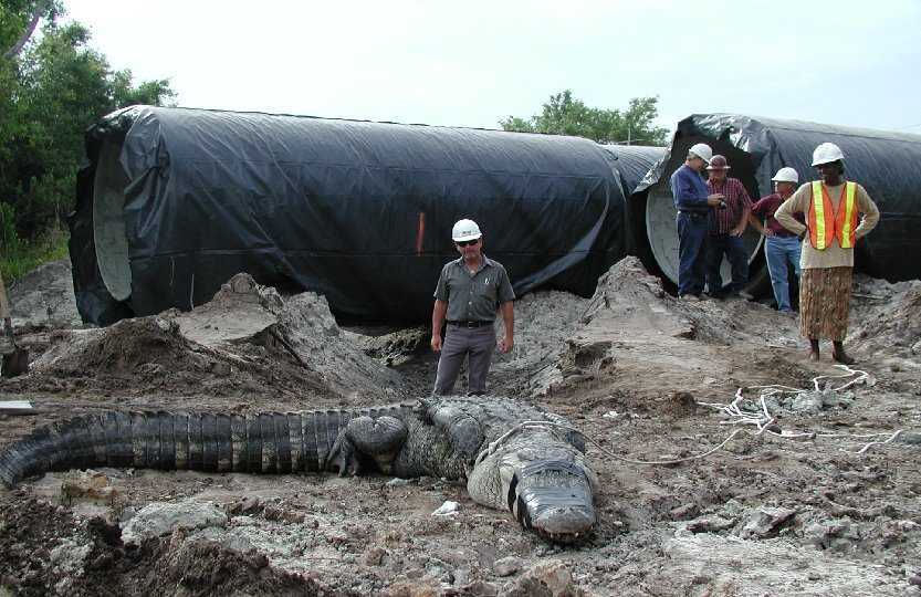 22 foot gator