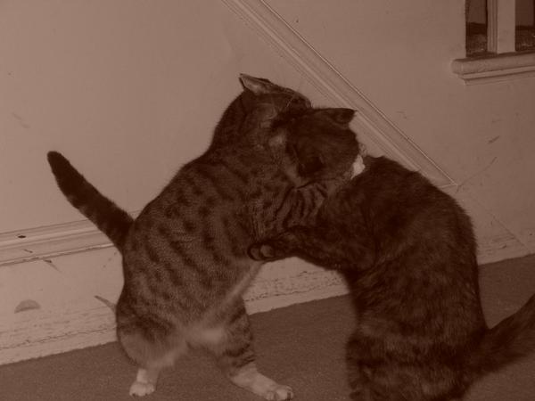 Kitties playing