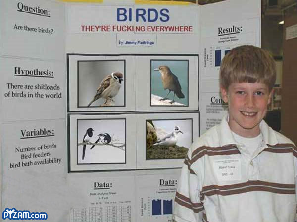 birds science fair meme - Question Birds Are there birds? They'Re Fucking Everywhere Results By Jimmy Flatring Hypothesis There are shitloads of birds in the world Coin Variables Number of birds Bird feeders bird bath availability Data Data Pyzam.com