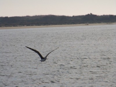 lone seagull