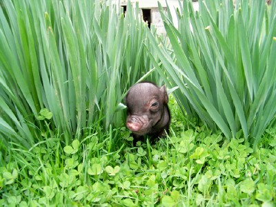Marley in the jungle!!! (Actually just some flower stems in our yard.)