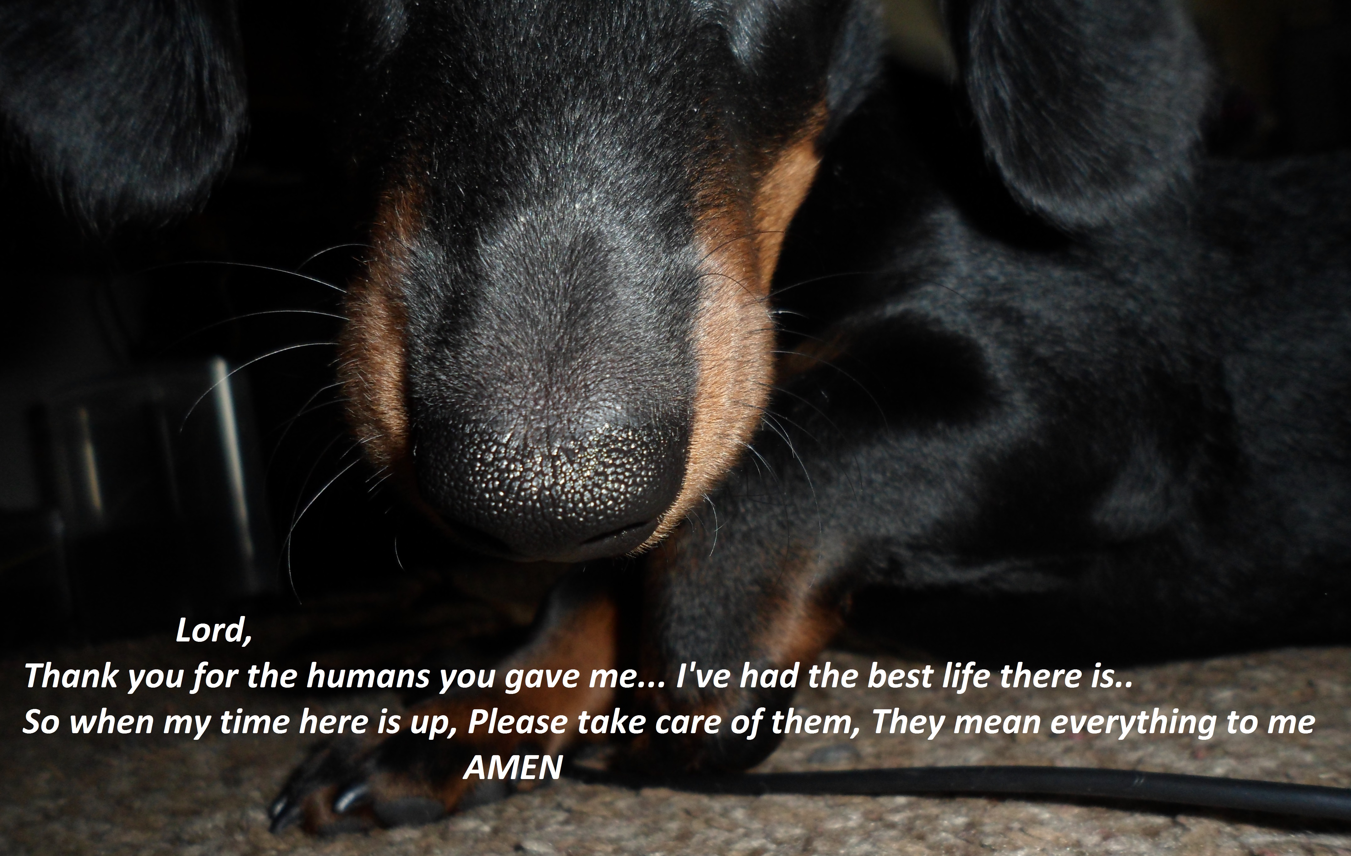 A Pets Prayer To The Lord For His Humans
