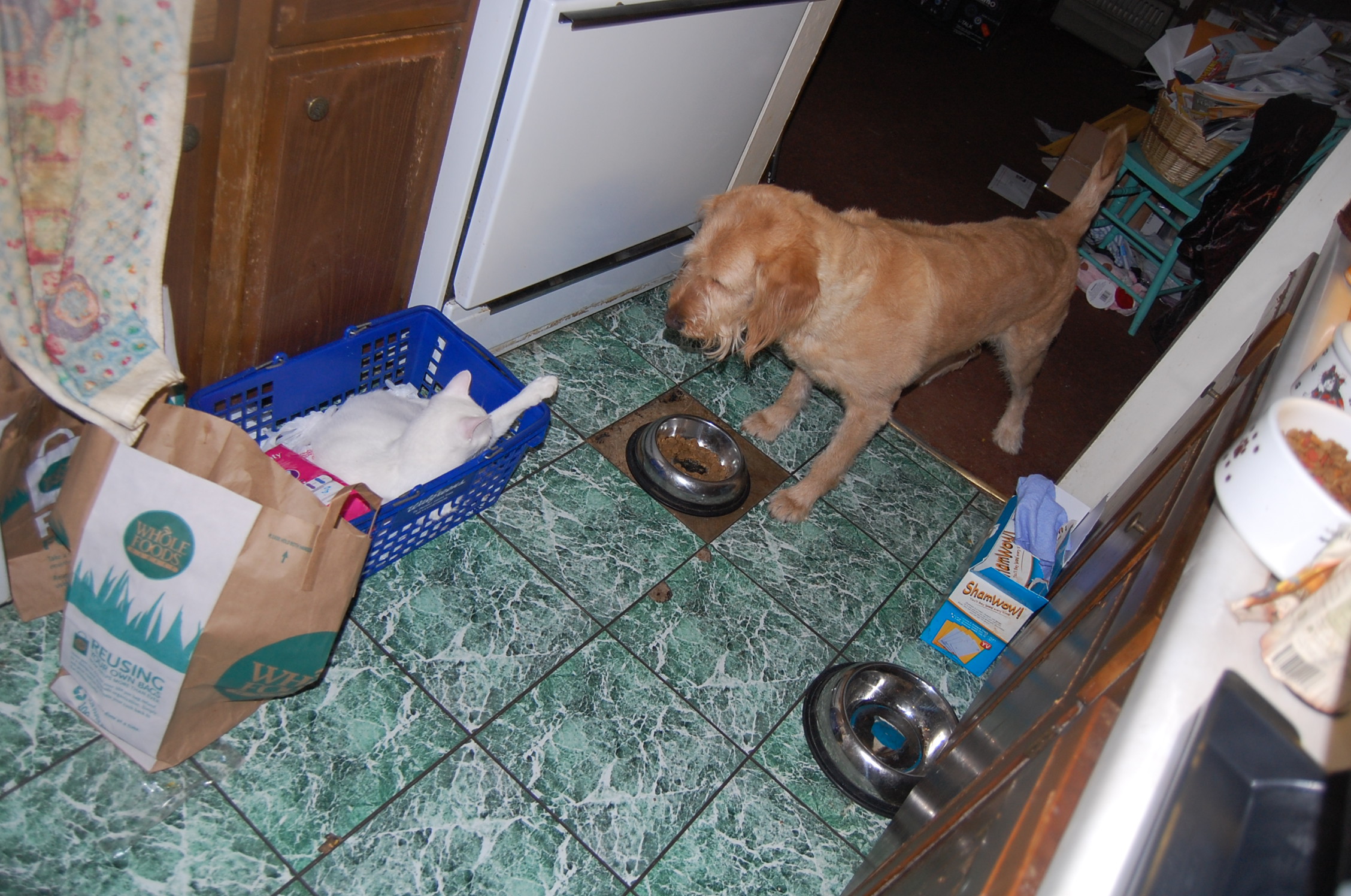 Our Labradoodle, Buster Is Distracted By Our kitty, Finbar. Finbar likes to try to eat Buster's food. So, he is a COG. He likes dog food and cat food. Lol!