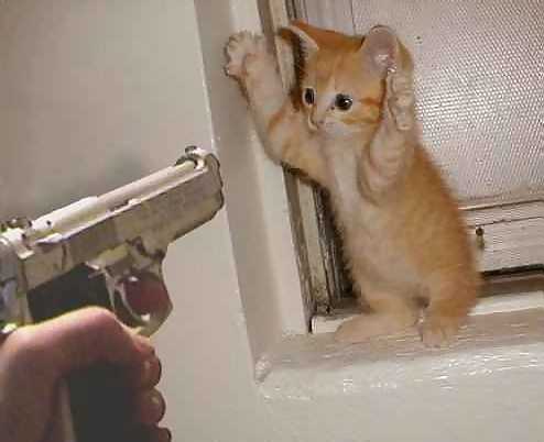 Kitty getting held at gunpoint.  I love this pic.