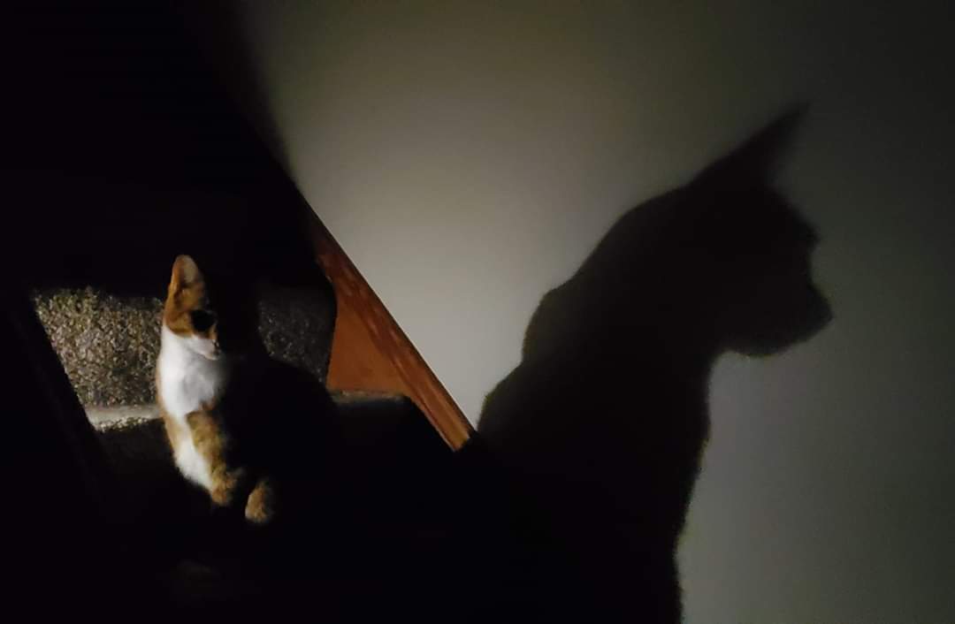 I took this while getting ready for work a few weeks ago, he was just sitting in the stairs with the motion light creating a strong Batman like silhouette