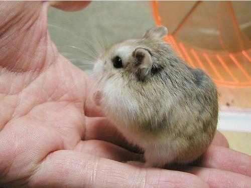  Dwarf Hamster