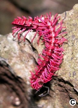 Shocking Pink Dragon Millipede