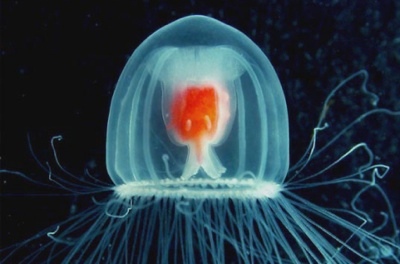  Immortal Jellyfish