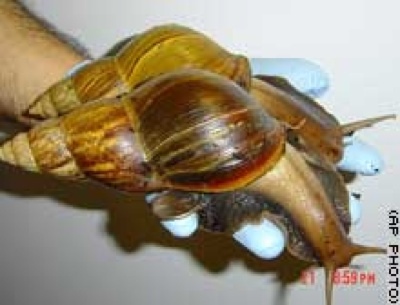  Giant African Land Snail