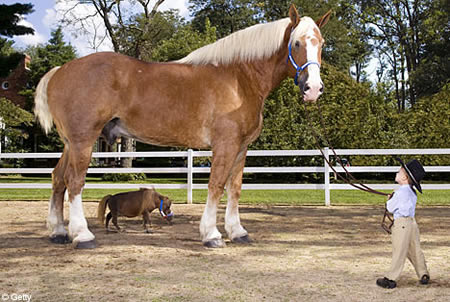 world's Biggest Horse