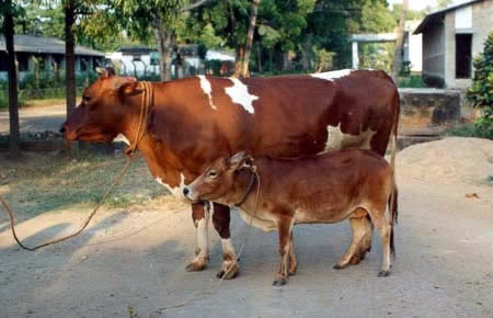 Worlds Smallest Cattle: 81 cm (31-inch) height