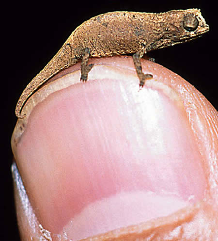 World's Smallest Chameleon: 1.2 cm (0.5-inch) long
