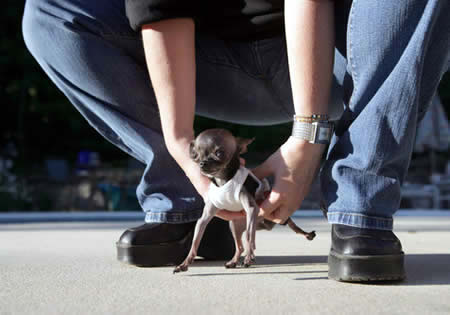 Worlds Smallest Dog: 12.4 cm (4.9-inch) tall