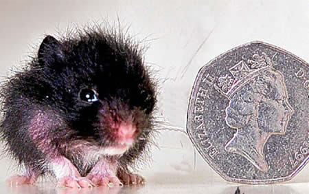 World's Smallest Hamster: 2.5 cm (0.9-inch) tall