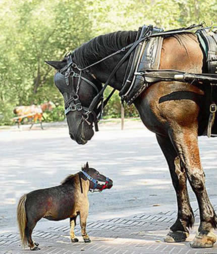 Worlds Smallest Horse: 43.18 cm (17-inch) tall