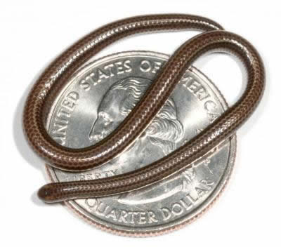 World's Smallest Snake: 10.1 cm (4-inch) long
