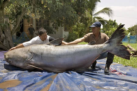 World's Biggest Catfish
