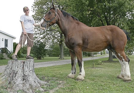 World's Tallest Horse 6 ft 8 in tall 