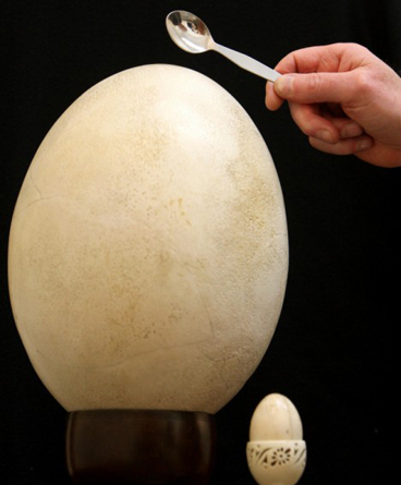 The largest egg on record weighed 2.589 kg 5 lb 11.36 oz