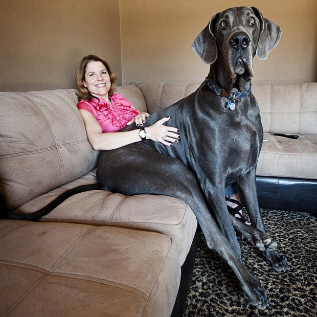The tallest dog ever is Giant George, a Great Dane, who measured 1 m 9 cm 43 in