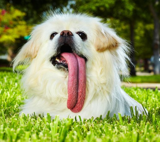 The longest tongue on a dog measures 11.43 cm 4.5 in