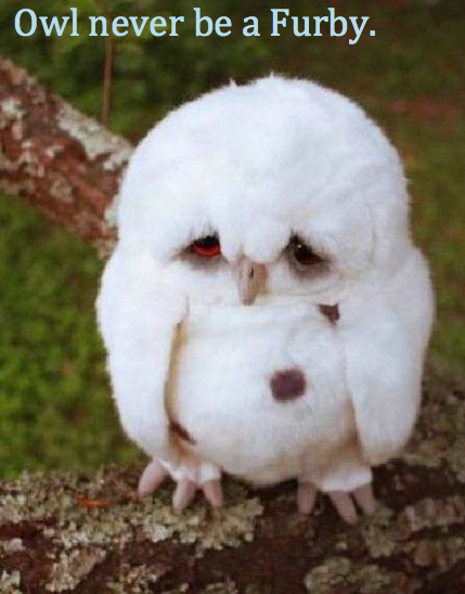 I know why this owl is so sad.