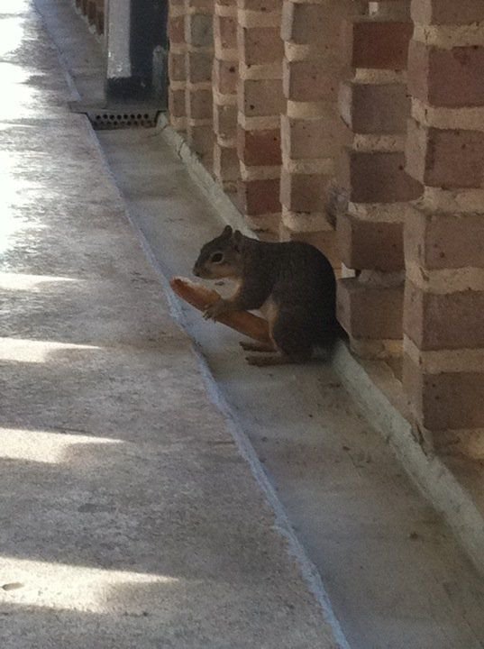 squirrel with breadstick