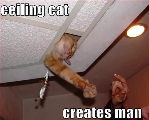 ceiling cat funny - ceiling cat creates man