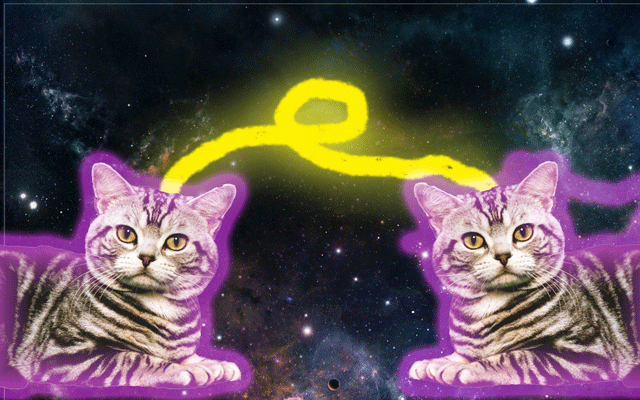 cats in space mindmelding