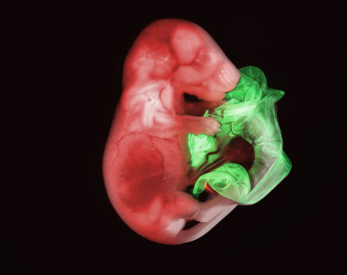 Rat embryo