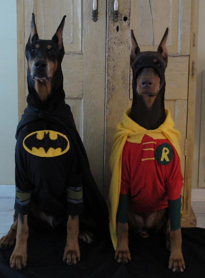 Bark Knight Rises